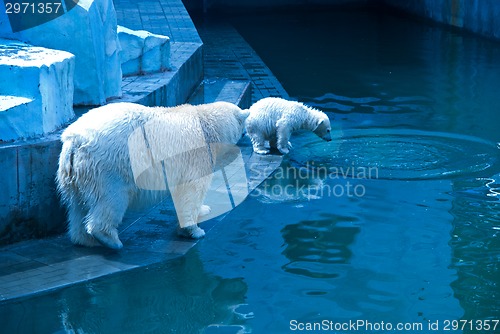 Image of White bears