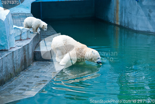 Image of White bears