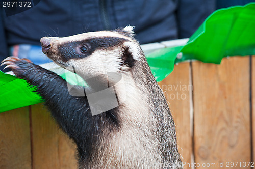 Image of badger