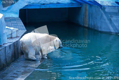 Image of White bears