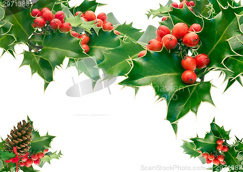 Image of Holly