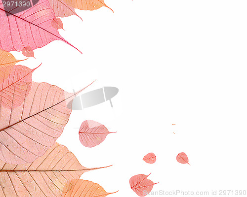 Image of Autumn Leaves