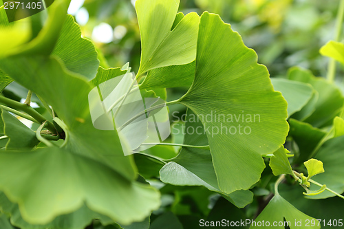 Image of Ginkgo Biloba