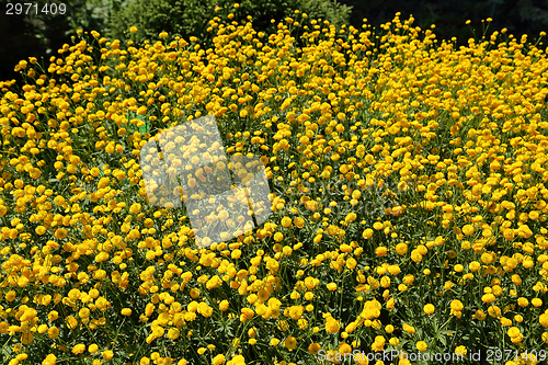 Image of Ranunculus, buttercups.