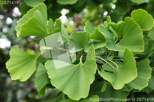 Image of Ginkgo Biloba