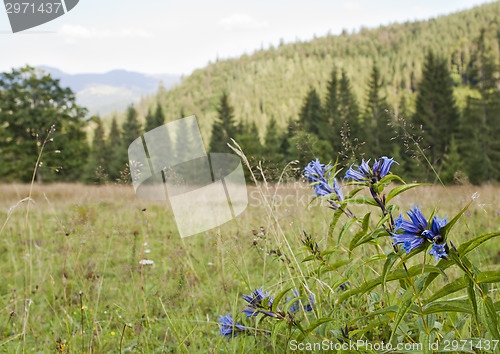 Image of Bluebells