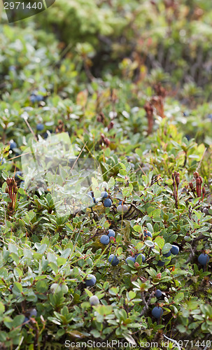 Image of Wild blueberries