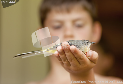 Image of Bird in hand