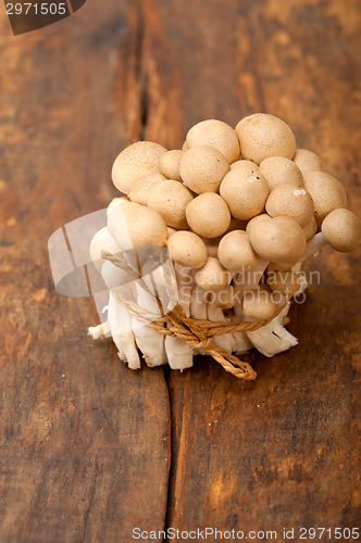 Image of fresh wild mushrooms