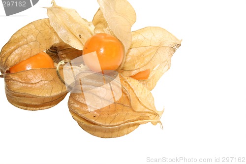 Image of physalis fruit