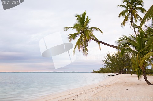 Image of tropical beach with palm trees