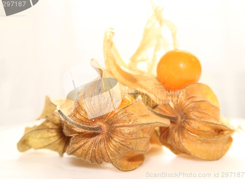 Image of physalis fruit