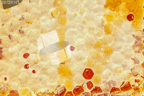 Image of honey making in honeycombs