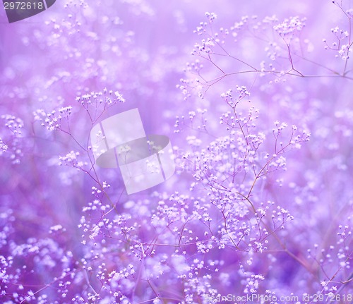 Image of Flowers purple background