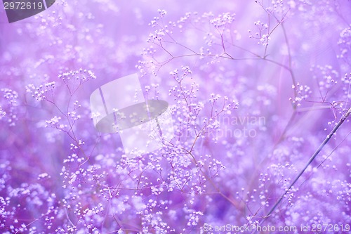 Image of Flowers purple background