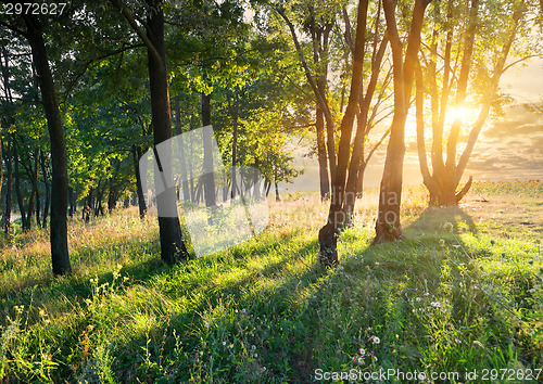 Image of Glade in the forest