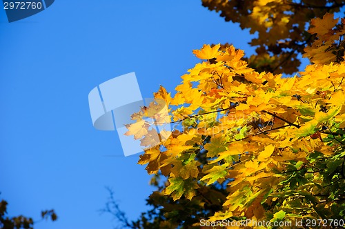 Image of yellow maple leaves