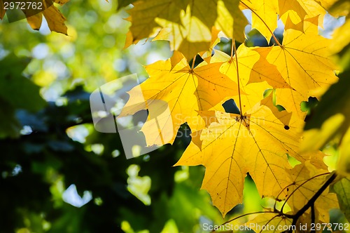 Image of yellow maple leaves