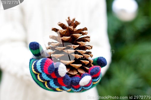 Image of close-up of tree cone