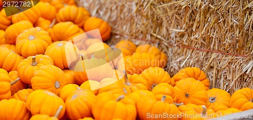 Image of pumpkin patch