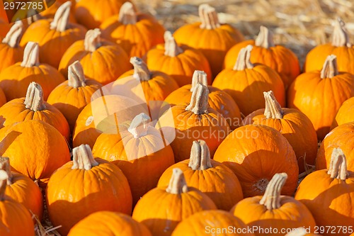 Image of pumpkin patch