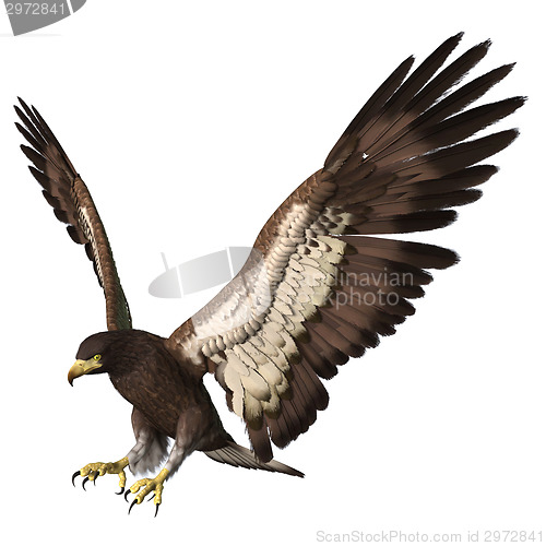 Image of Bald Eagle