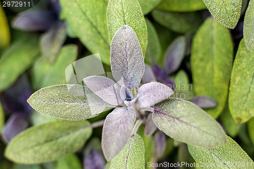 Image of sage, Salvia officinalis