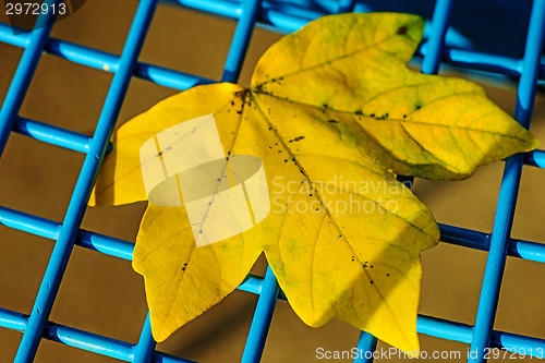 Image of autumnal painted leaf on a blue grid of a seat