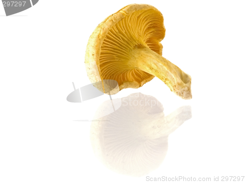 Image of mushrooms