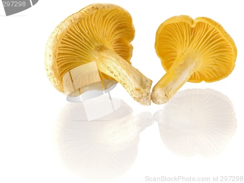 Image of mushrooms