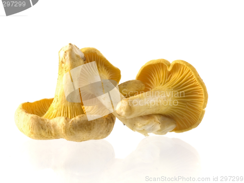 Image of mushrooms