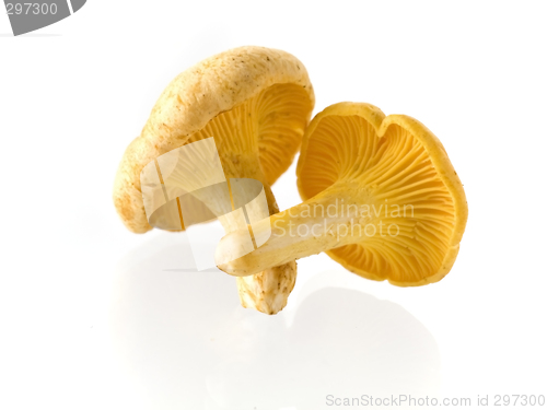 Image of mushrooms