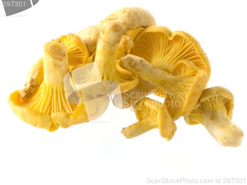 Image of mushrooms