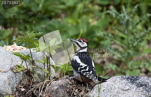 Image of woodpecker