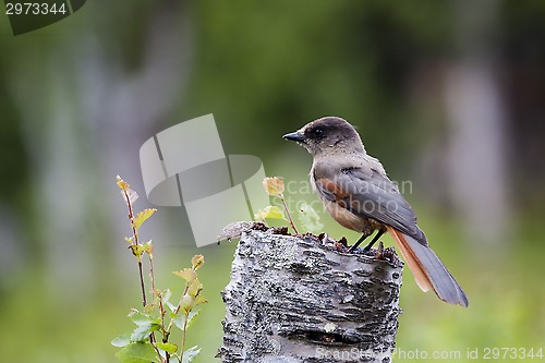 Image of siberian jay
