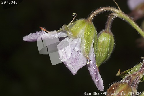 Image of woodland geranium