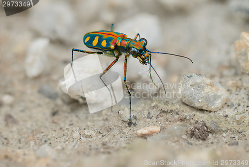 Image of Tiger beetle - Cosmodela aurulenta close up