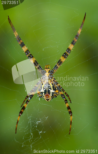 Image of Yellow-black Argiope spider in its web. Bottom view