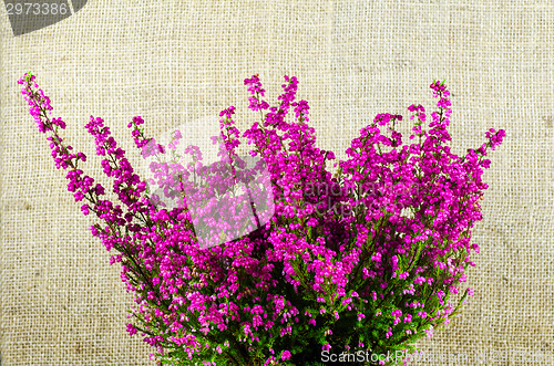 Image of Heather plant close up