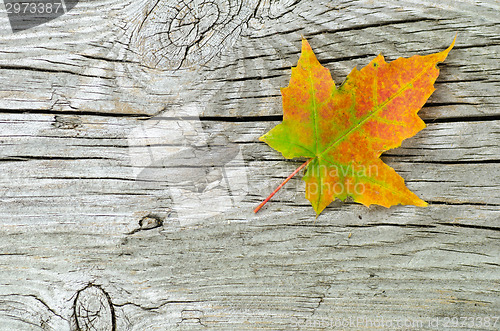 Image of Single maple leaf at wooden surface