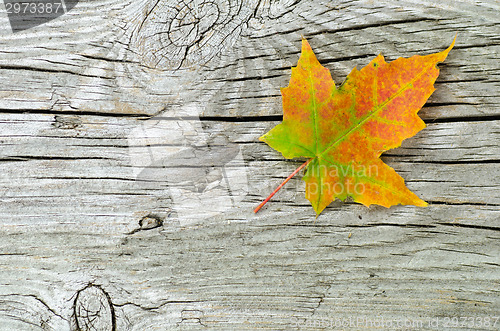 Image of Single maple leaf at wooden surface