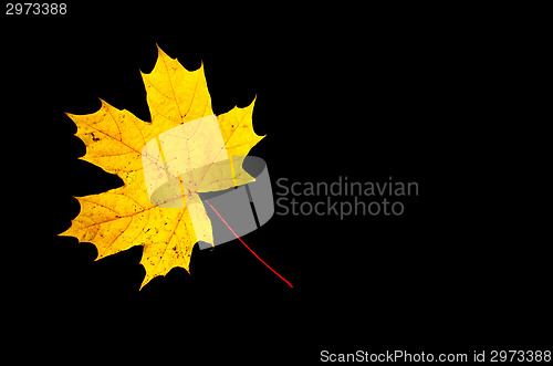 Image of Yellow maple leaf