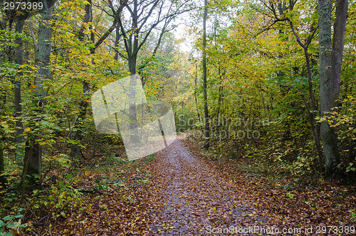 Image of Paved footpath in autumn colors
