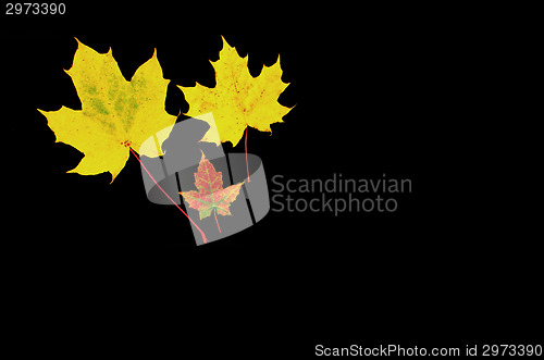 Image of Yellow maple leaves at dark background