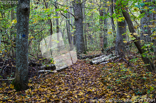 Image of Walking trail in fall colors