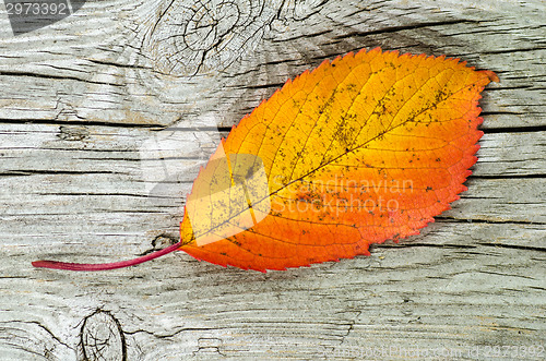 Image of One autumn colored leaf