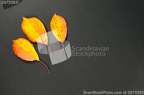 Image of Shiny autumn leaves