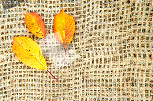 Image of Fall colored leaves at sackcloth