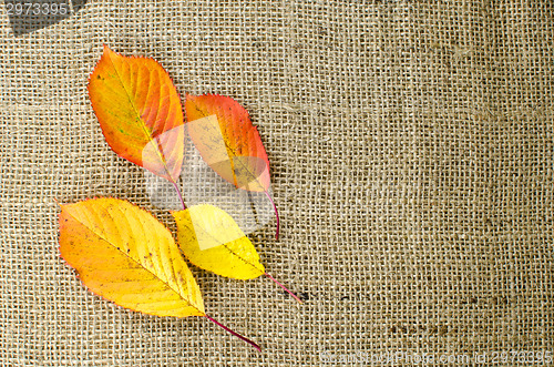 Image of Autumn colored leaves