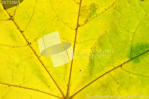 Image of Maple leaf macro background